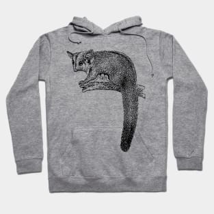 Sugar Glider Hoodie